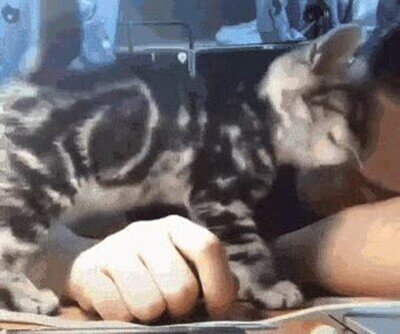 adorable,hoy,gato,dormir