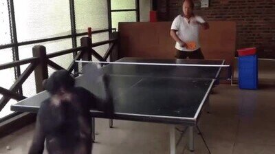 Enlace a Este chimpancé juega mejor que tú al ping pong