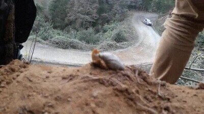 caracola,carrera,rally