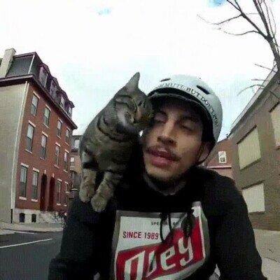 gato,bici,calle