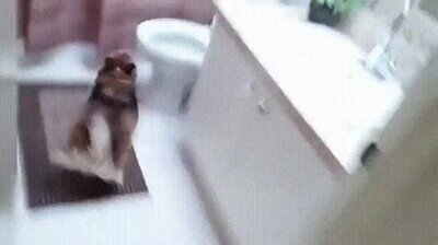 Enlace a Creo que mi perro me está diciendo que me de una ducha 