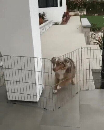 perro,saltar,barrera