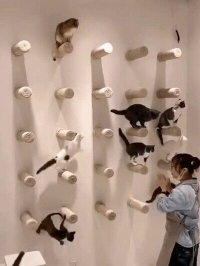 gatos,necesitar,casa