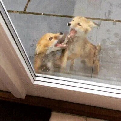 Dejar entrar,puerta,perro