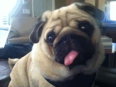 Enlace a No es el perro más inteligente del mundo pero lo quiero mucho 