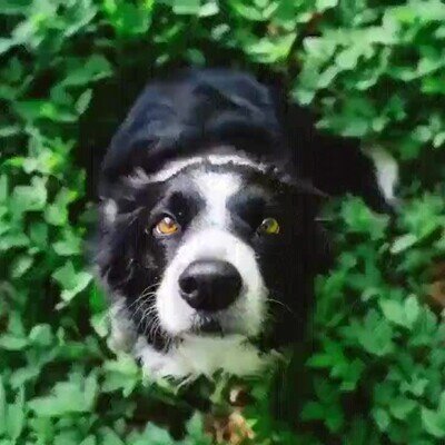 Enlace a Es una pasada ver un time lapse desde el hocico de un perro 