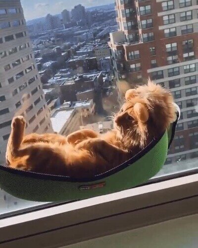 Enlace a El rey de la selva también está confinado en casa