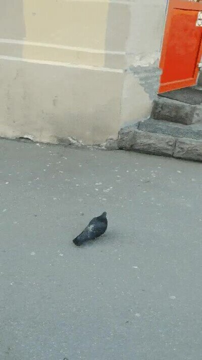 Enlace a Pájaro aprovechando un despiste para entrar en una tienda 