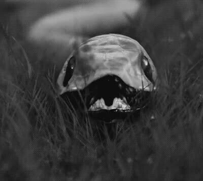 Enlace a Así cambia de piel una serpiente 