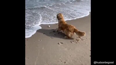 perro,miedo,olas,mar