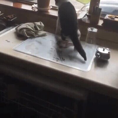 Enlace a Este gato es un maestro en el arte de escaparse 