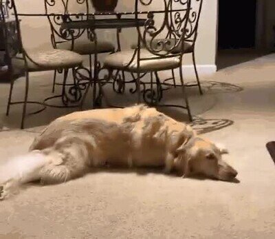 Enlace a ¿Quién dijo que perros y gatos se llevan mal? 