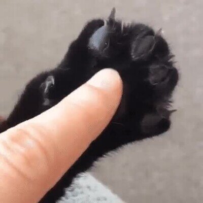 Enlace a Todos los gatos hacen lo mismo cuando los tocas en ese punto 