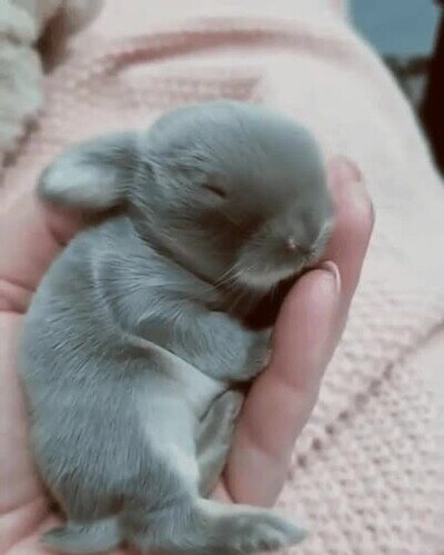 conejito,adorable,bebe
