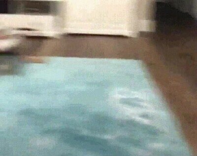 perro,ronda,aplausos