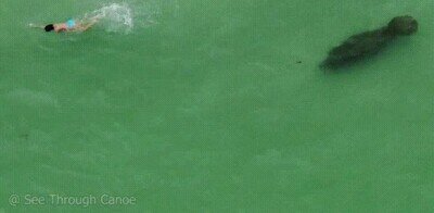 Enlace a ¿Te atreverías a nadar en estas aguas? 