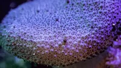 Enlace a Así son las floraciones de coral