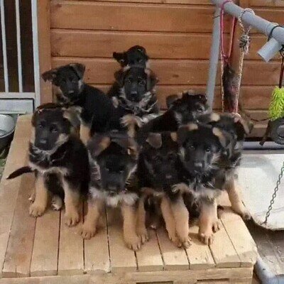 cachorro,perro,caer,ca&iacute;da