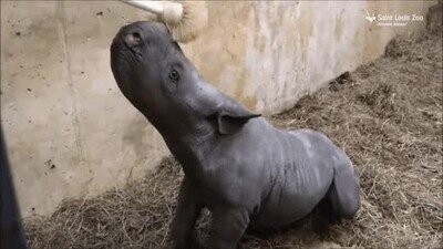 Enlace a Nada más adorable que cepillar un baby rinoceronte