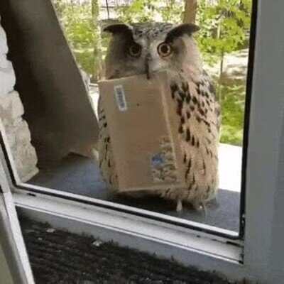 Enlace a Parece que alguien va a ir a Hogwarts