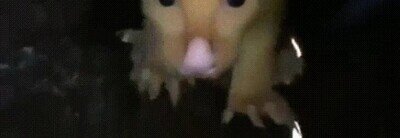 golden possum,pokemon