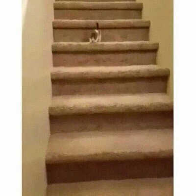 ca&iacute;da,gato,escaleras