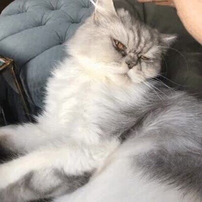 Cuando estás recién levantado y te vienen a tocar los co*ones gato,morder,enfadado