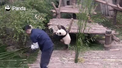 Enlace a Panda de velcro