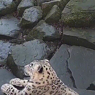 Enlace a Cuando el leopardo ve que le han colado una nueva cámara y ya no tiene un sitio seguro