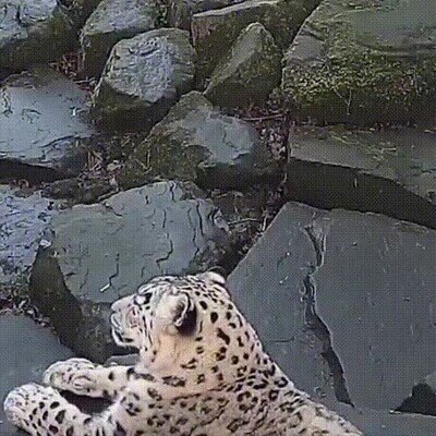 Cuando el leopardo ve que le han colado una nueva cámara y ya no tiene un sitio seguro leopardo,susto,cámaras