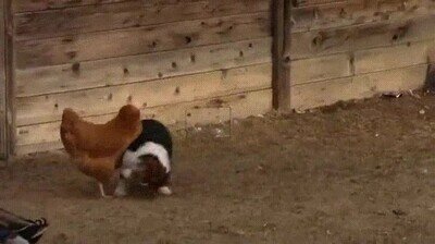 Enlace a La venganza del pato contra el perró que atacó la gallina
