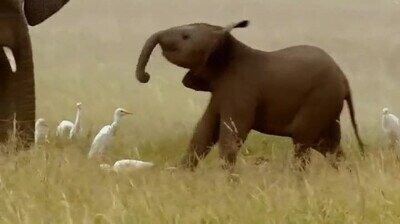 Enlace a Este elefante bebé acaba de descubrir algo