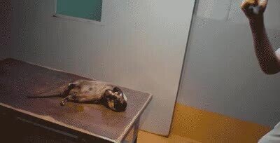 Enlace a Se da cuenta que la persona aún está ahí y se sigue haciendo la muerta