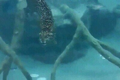 jaguar,agua,bucear
