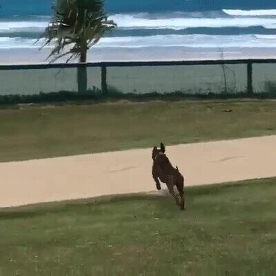 playa,agua,perros,alegr&iacute;a,cuarentena