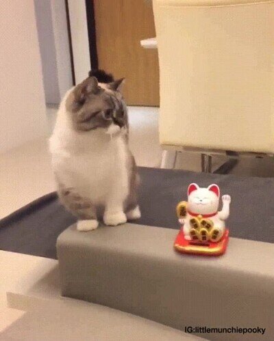 gato,fortuna,suerte,brazo