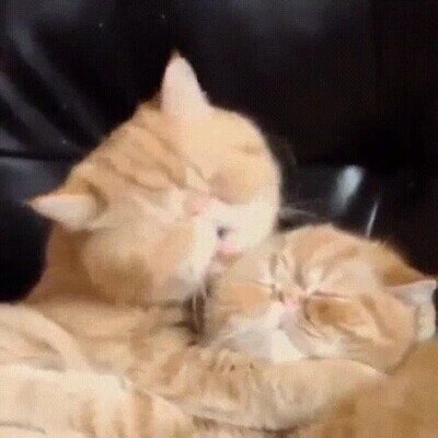 gatos,besos