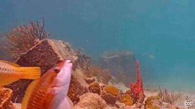 Enlace a Mmmm aquí no es donde aparqué el coche