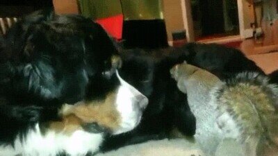 perro,ardilla