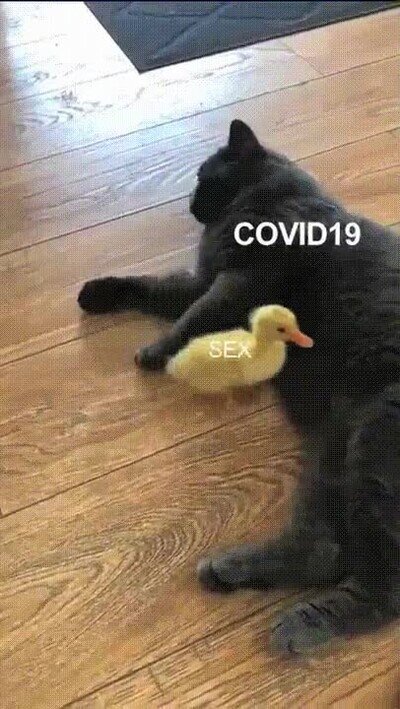gato,patada,pato,coronavirus
