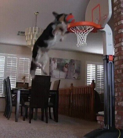 Enlace a Este perro ha aprovechado la cuarentena para mejorar sus aptitudes de baloncesto