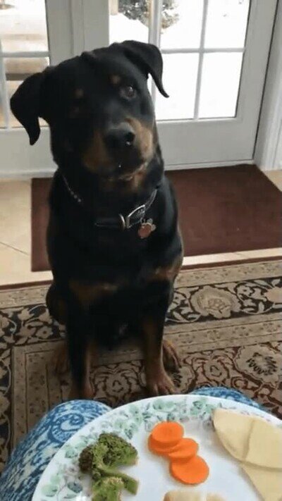 perro,rechazar,comida,brocoli,vegetales