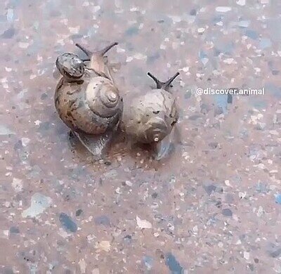 caracoles,paseo,alegr&iacute;a