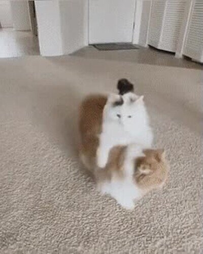 gatos,saltos,esquivarse