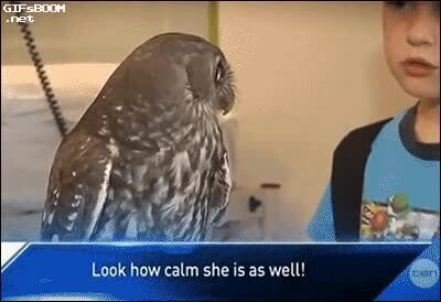 Cuando me doy cuenta que si pasamos a la fase 2 tendré que volver a trabajar buho,cuarentena,fase 2