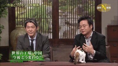 Este programa en Japón tiene gatos para calmar la tensión entre los tertulianos gatos,programa,tv,televisión,tensión