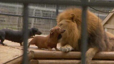león,perros salchicha