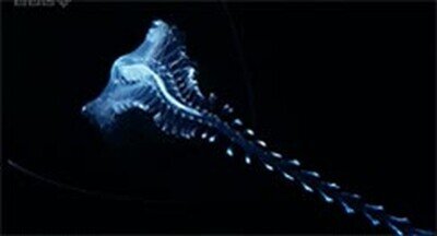 El Tomopteris, esa criatura que vive en aguas profundas y parece sacada de Alien Tomopteris,oceano,profundo,agua