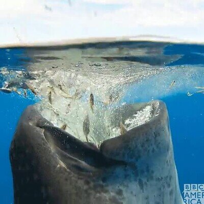 Cuando llegas del curro con más hambre que el perro de un ciego ballena,engullir,agua