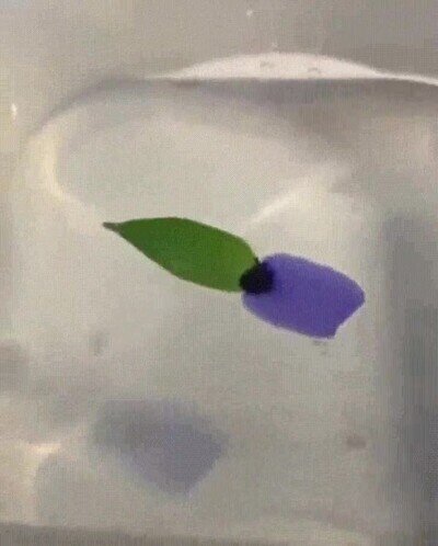 experimento,agua,tinta,hoja